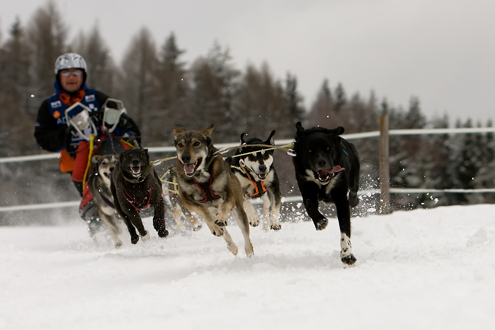 Schlittenhunderennen