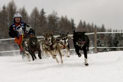 Schlittenhunderennen