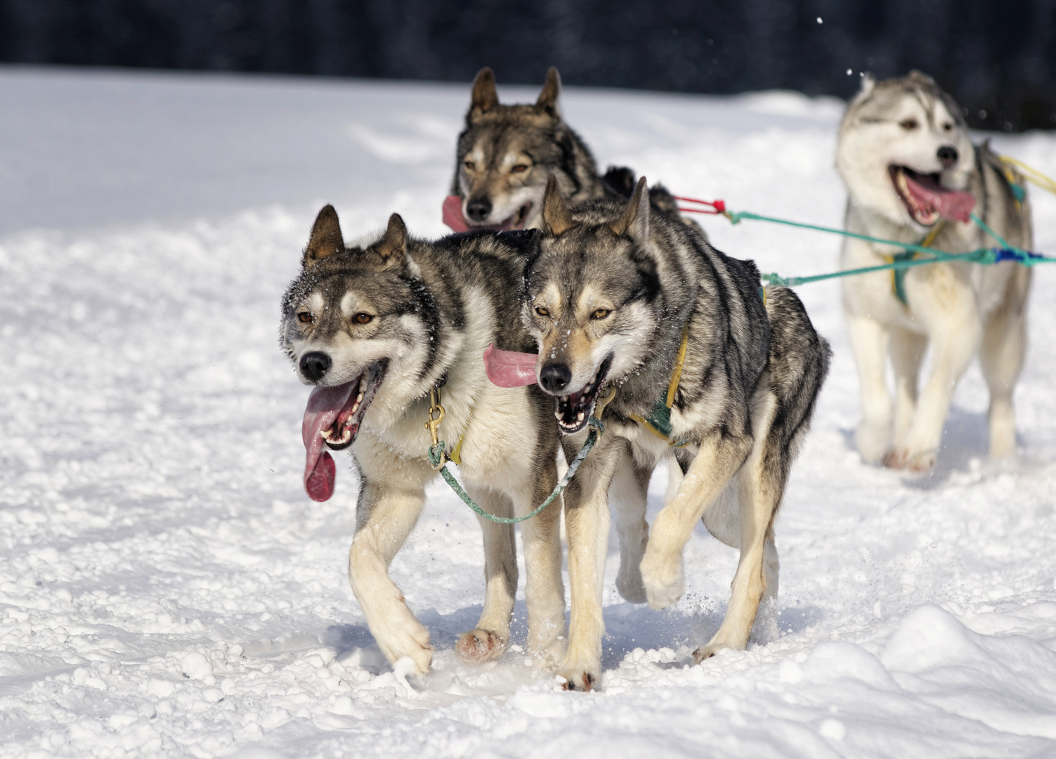 Schlittenhunderennen 2