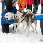 Schlittenhunderennen #2