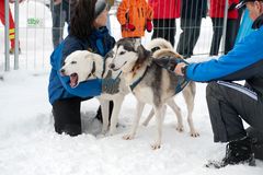 Schlittenhunderennen #2