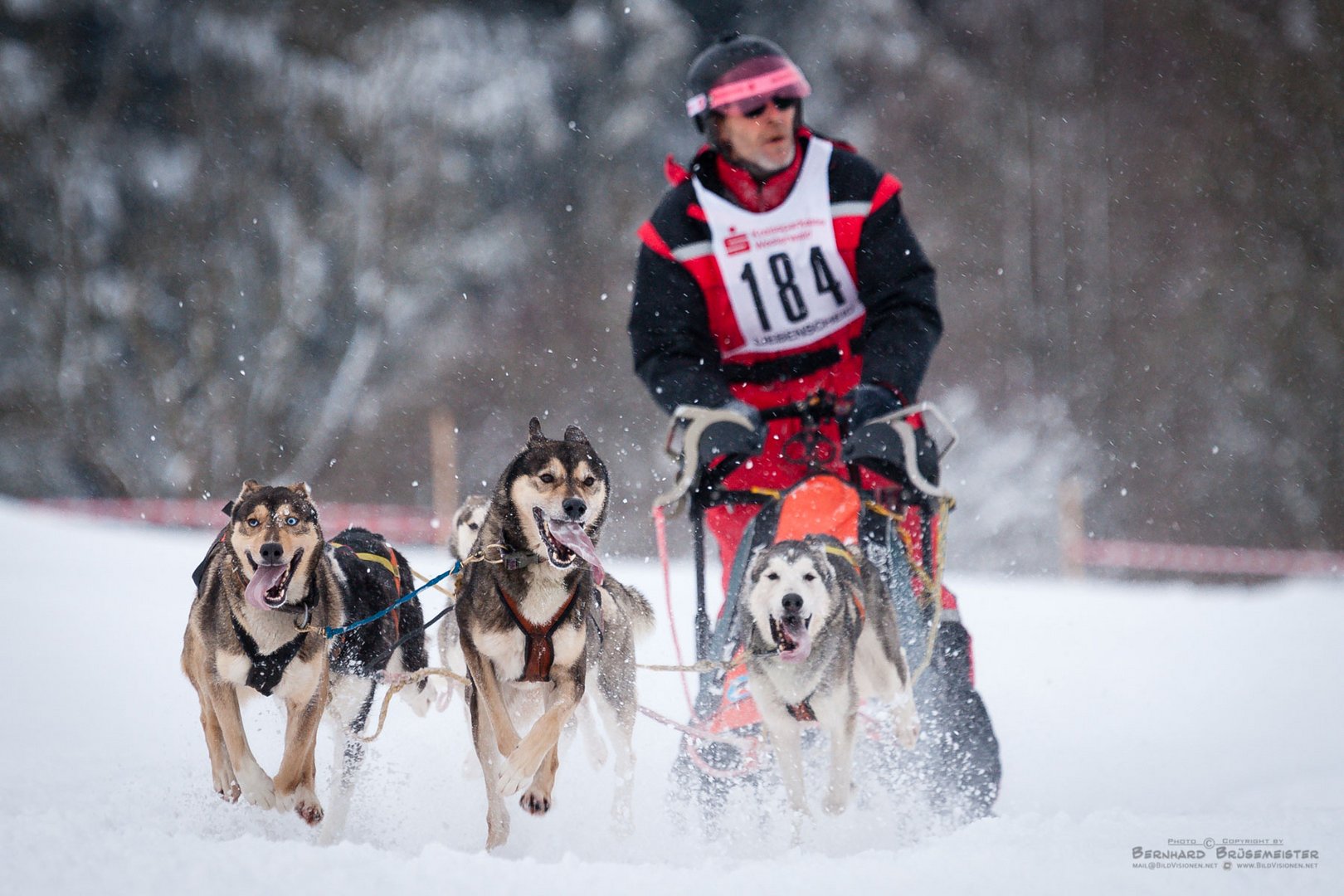 Schlittenhunderennen (2)