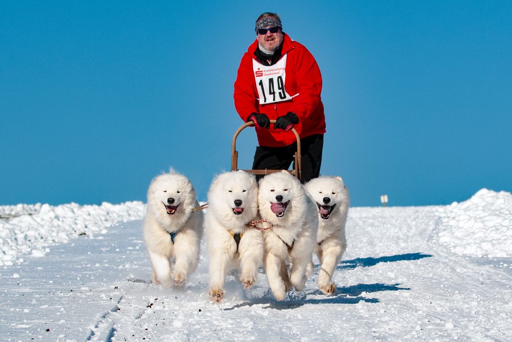 Schlittenhunderennen 2