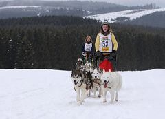 Schlittenhunderennen 2009 in Winterberg