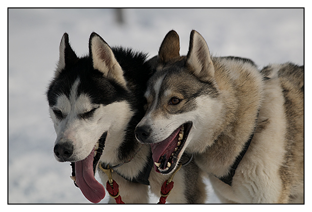 Schlittenhunderennen 2010 Haidmühle