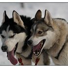 Schlittenhunderennen 2010 Haidmühle