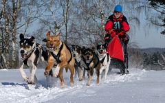 Schlittenhunderennen 2012 in Ceskou Kanadou, Tschechien – Part 1