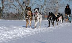 Schlittenhunderennen 2012 in Ceskou Kanadou, Tschechien – Part 2