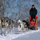 Schlittenhunderennen 2012 in Ceskou Kanadou, Tschechien – Part 3