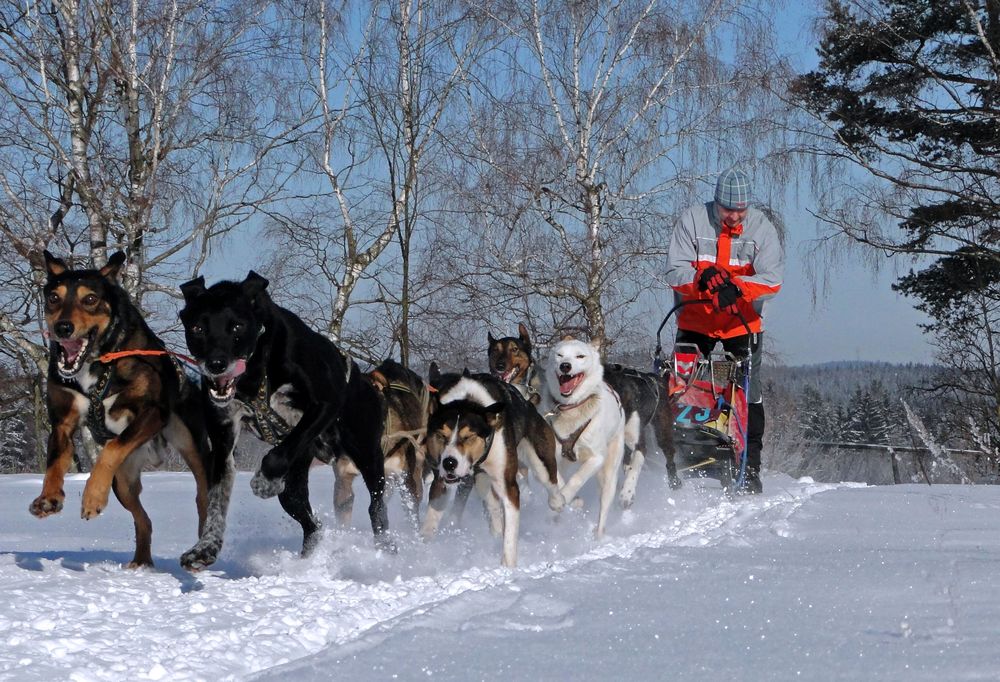 Schlittenhunderennen 2012 in Ceskou Kanadou, Tschechien – Part 4