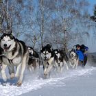 Schlittenhunderennen 2012 in Ceskou Kanadou, Tschechien – Part 6