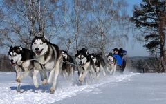 Schlittenhunderennen 2012 in Ceskou Kanadou, Tschechien – Part 6