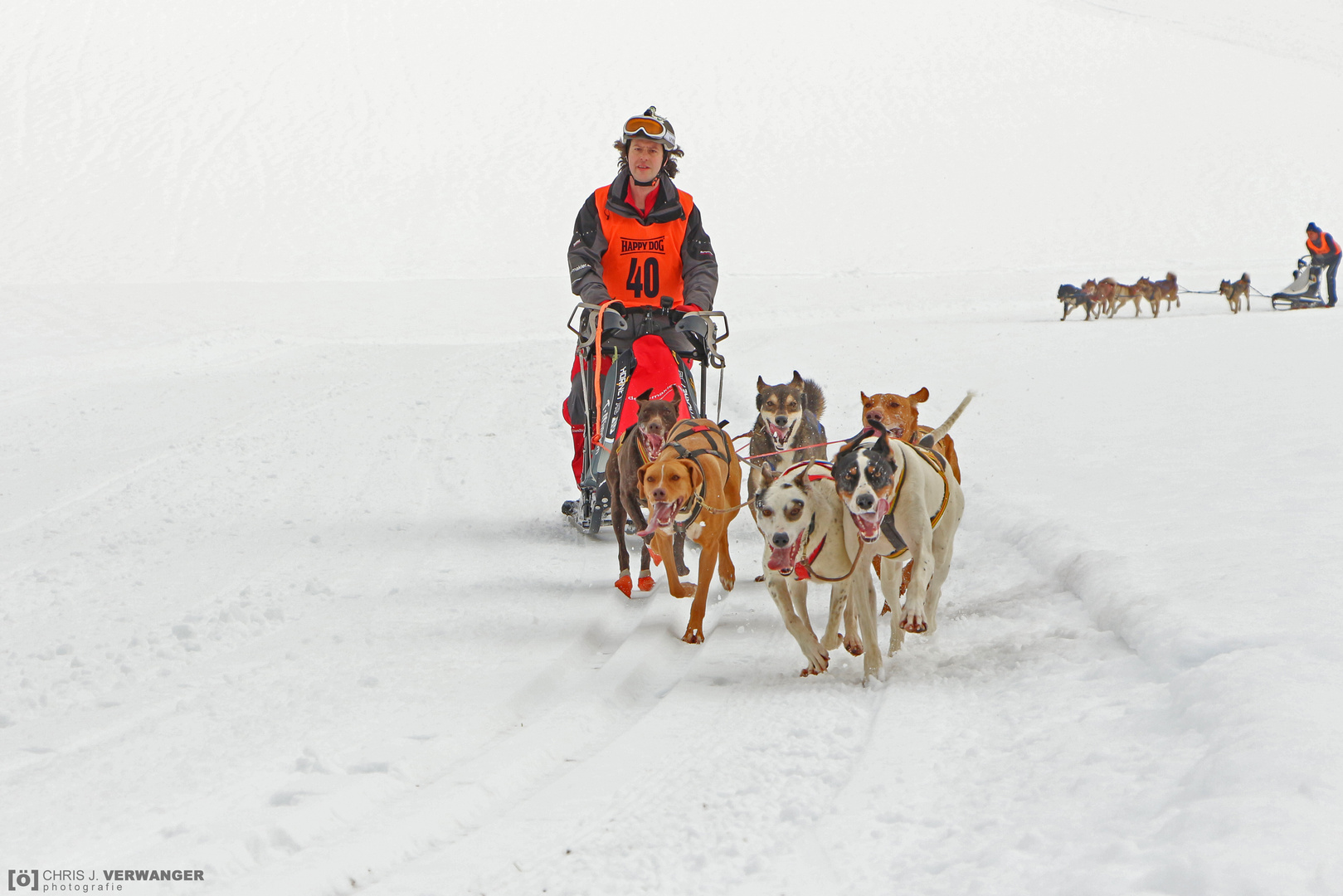 SchlittenhundeRENNEN 2015