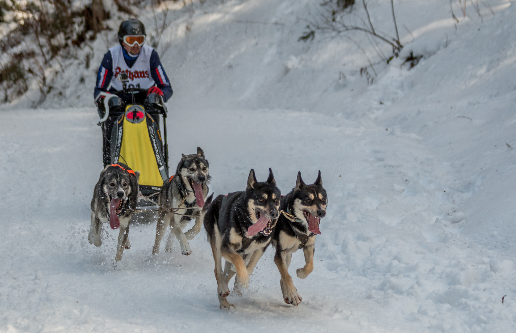 Schlittenhunderennen 2017