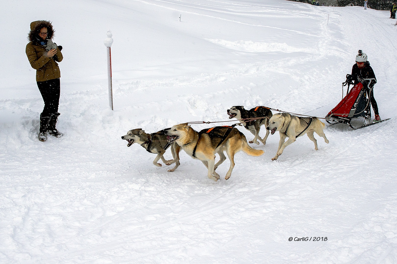 Schlittenhunderennen 2018-2