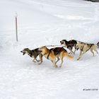 Schlittenhunderennen 2018-2