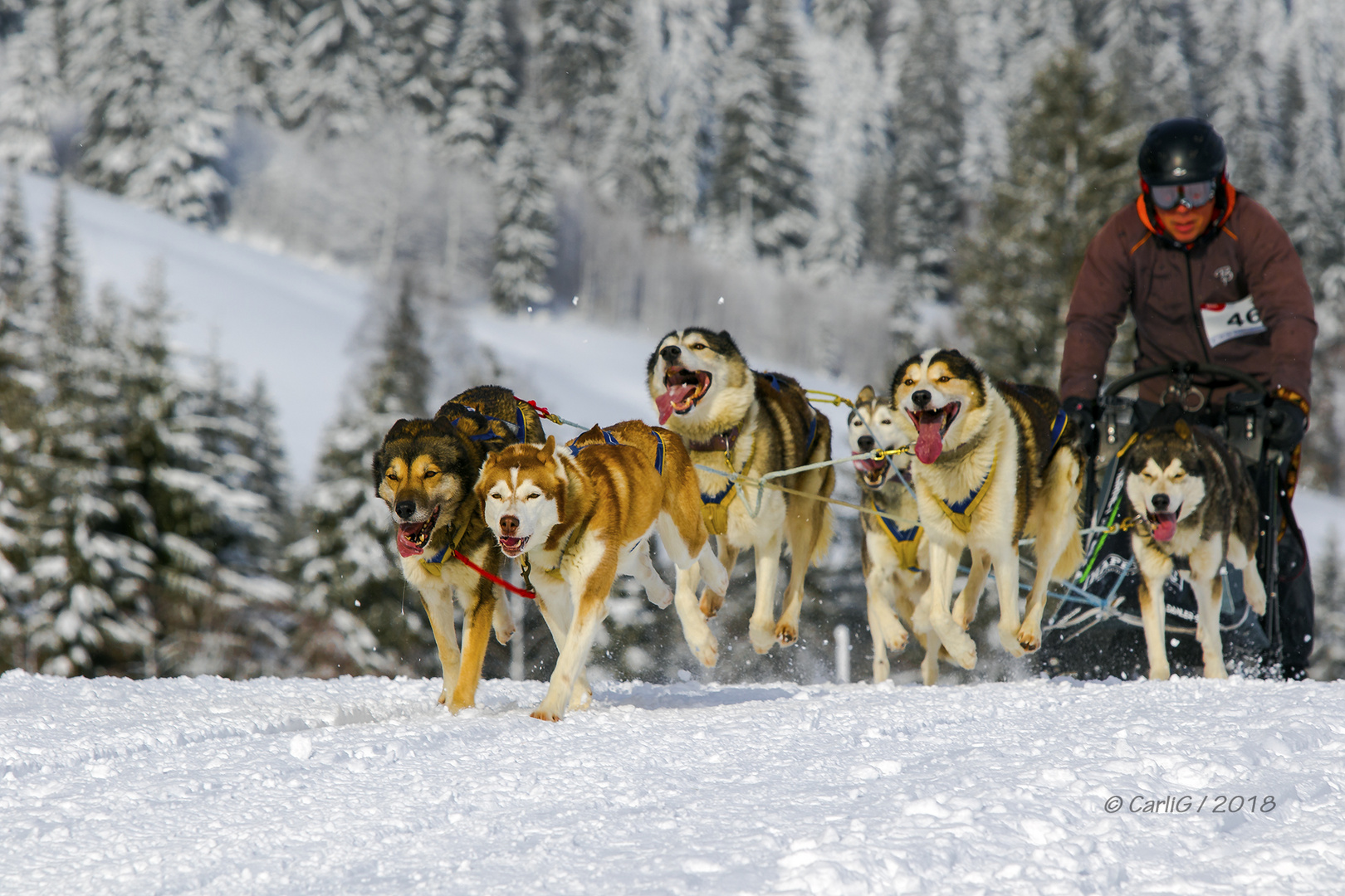 Schlittenhunderennen 2018-4