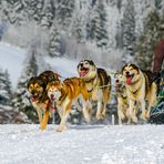 Schlittenhunderennen 2018-4