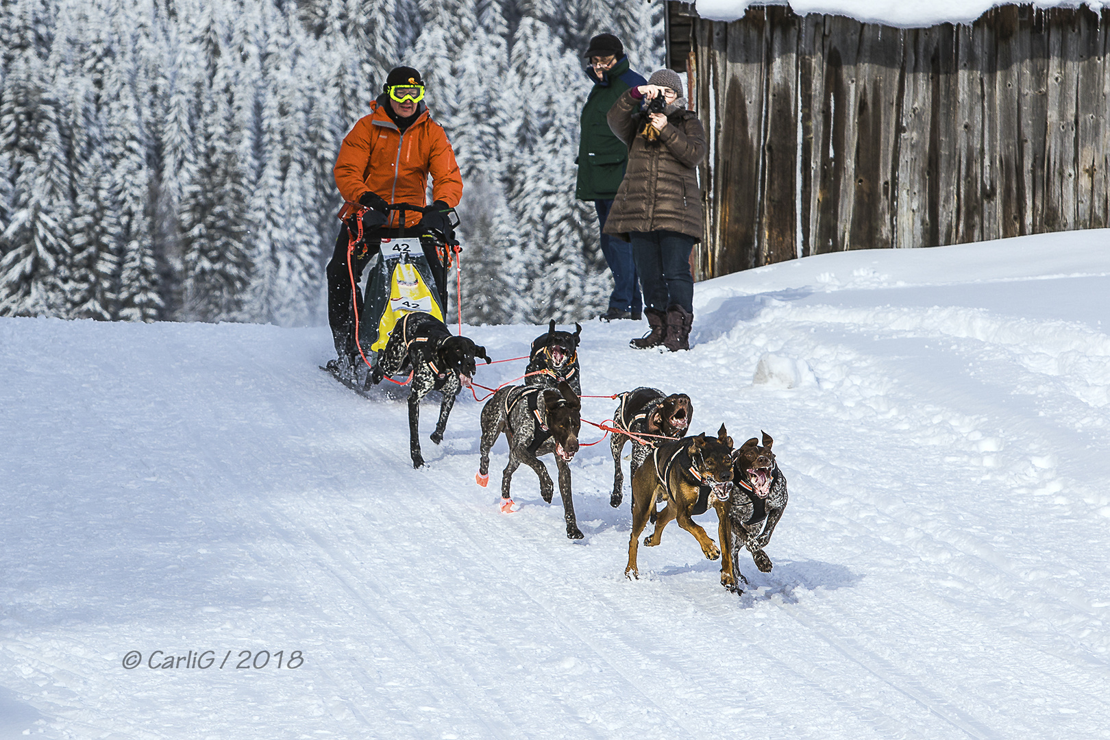 Schlittenhunderennen 2018-5