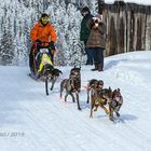 Schlittenhunderennen 2018-5