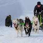 Schlittenhunderennen 2018-6