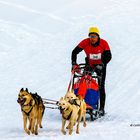 Schlittenhunderennen 2018