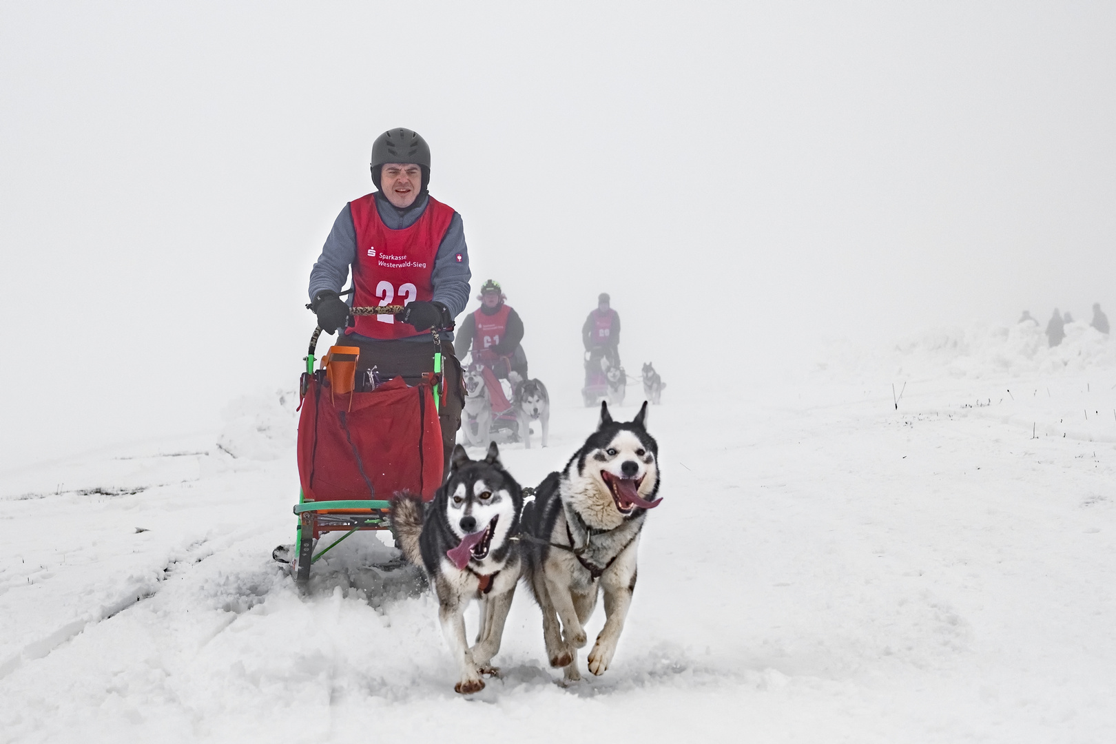 Schlittenhunderennen 2019 / 2