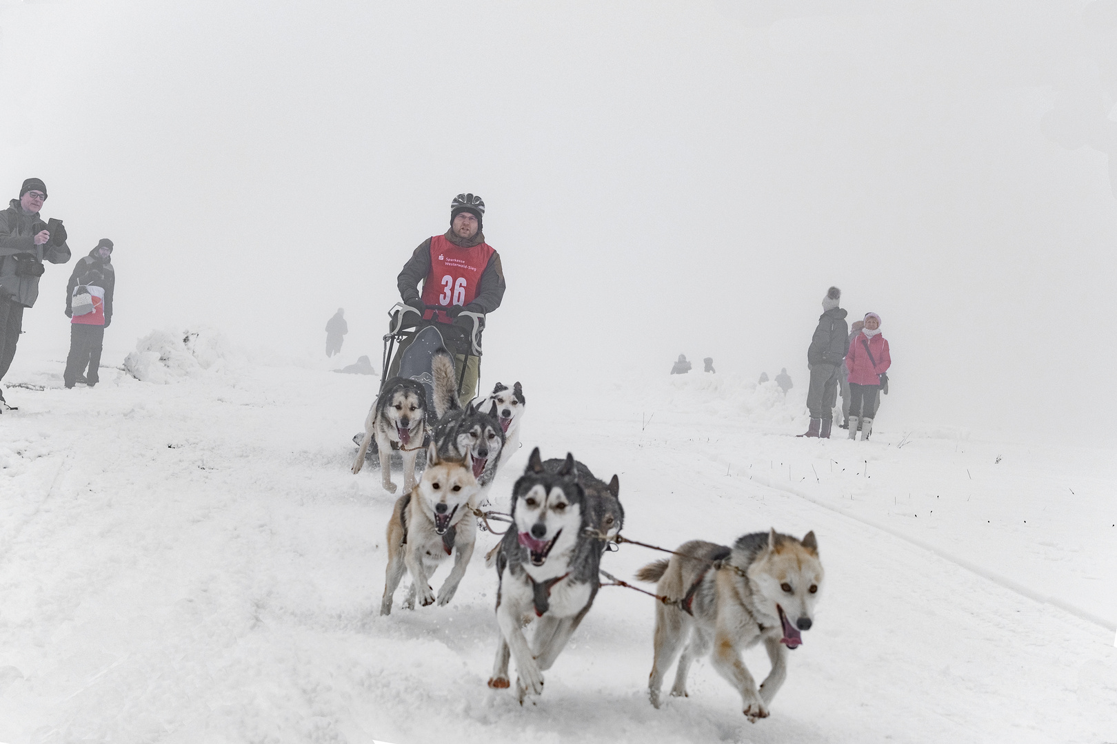 Schlittenhunderennen 2019 / 3