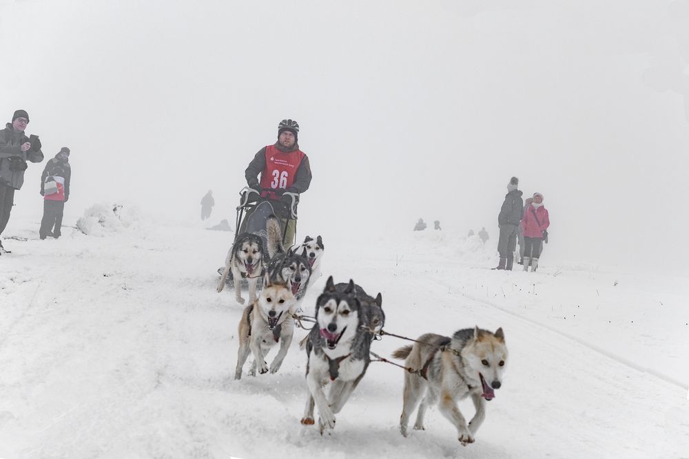 Schlittenhunderennen 2019 / 3