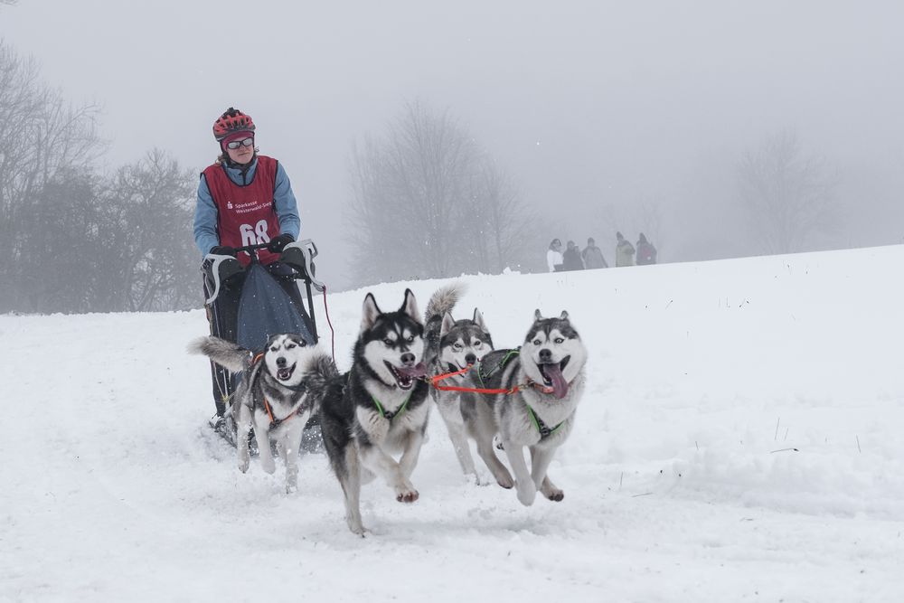 Schlittenhunderennen 2019 /4