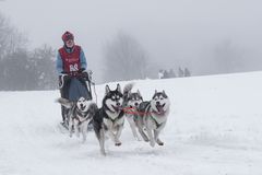 Schlittenhunderennen 2019 /4