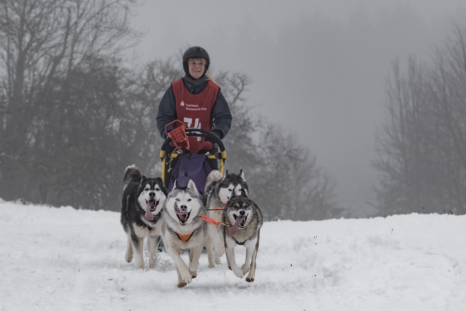 Schlittenhunderennen 2019 /5