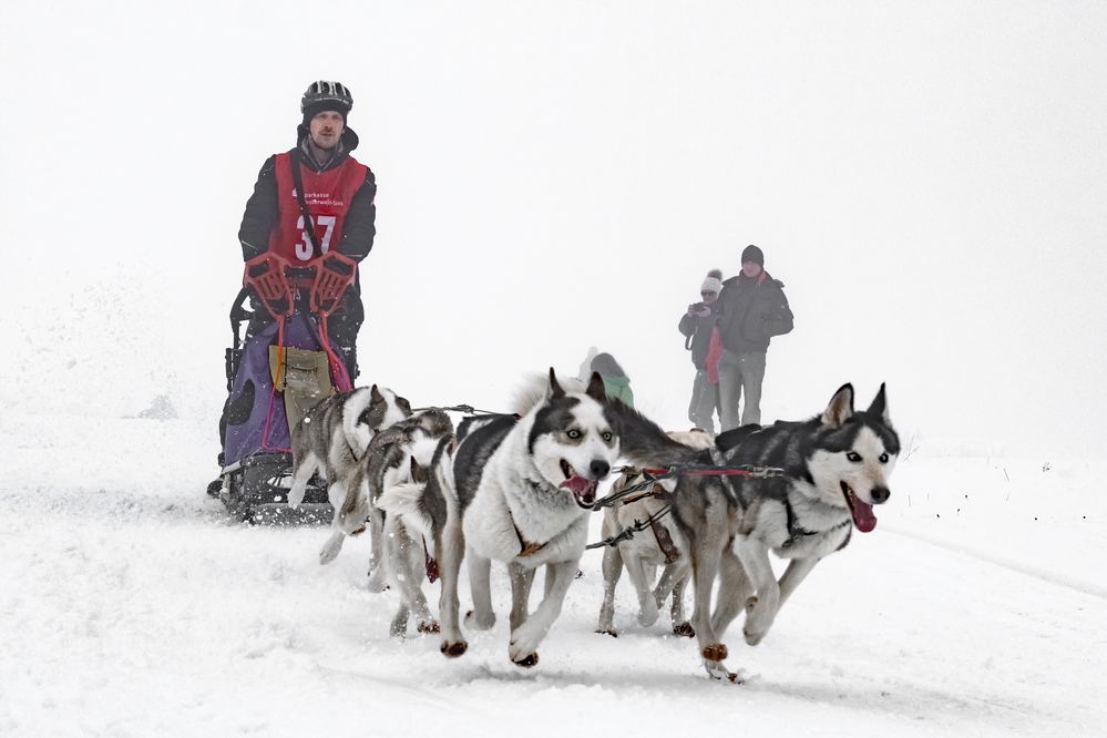 Schlittenhunderennen 2019