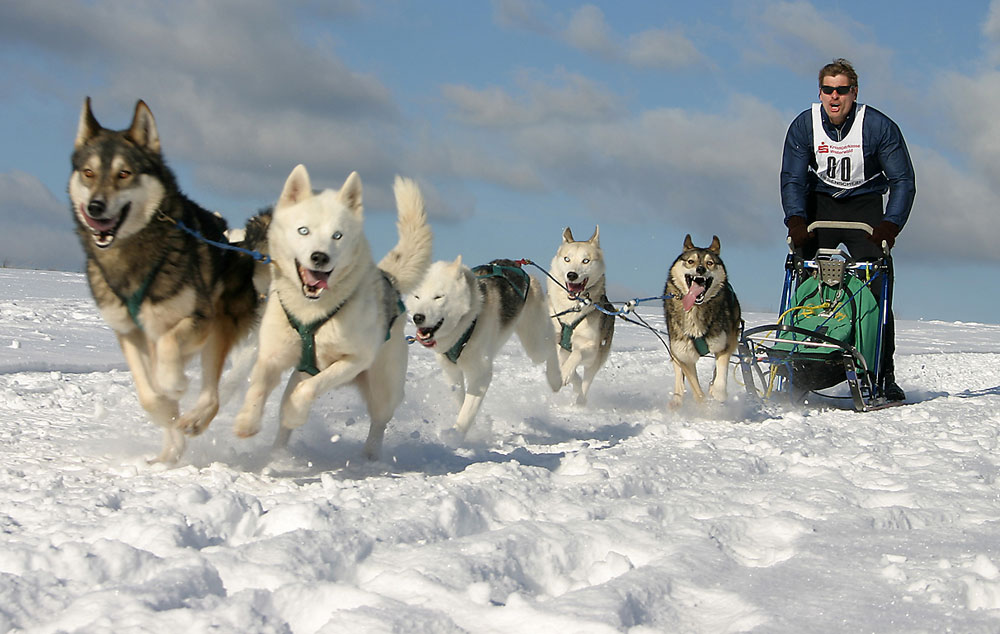 Schlittenhunderennen