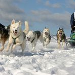 Schlittenhunderennen