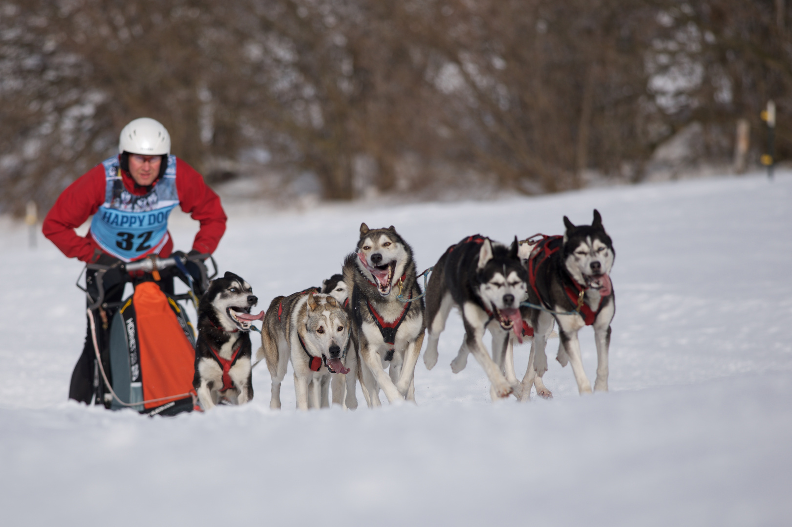 Schlittenhunderennen