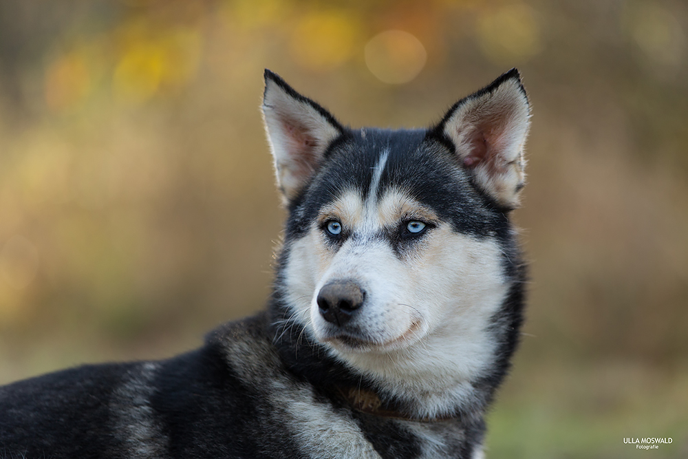 ...Schlittenhunderennen...