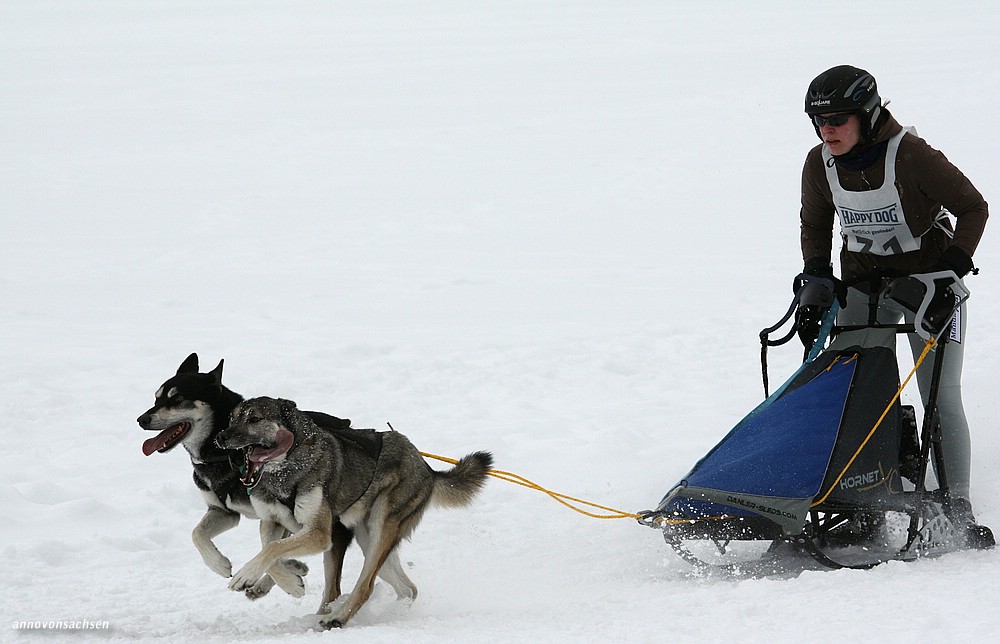 Schlittenhunderennen / 3