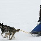 Schlittenhunderennen / 3