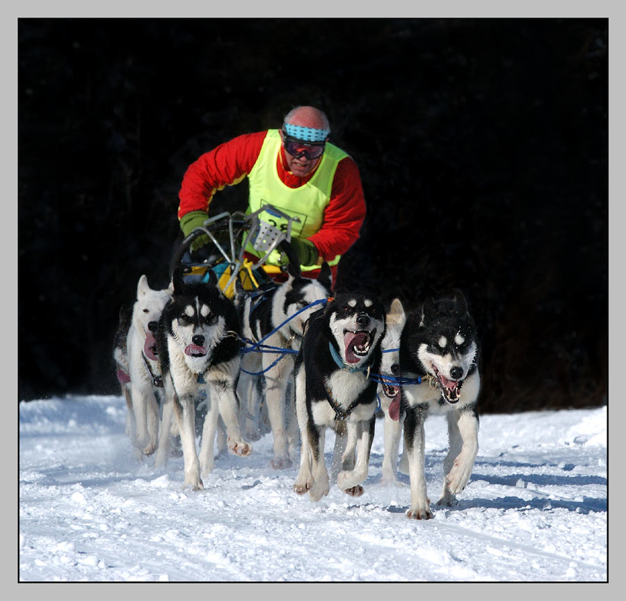 Schlittenhunderennen 310104