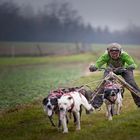 Schlittenhunderennen