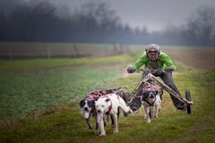 Schlittenhunderennen