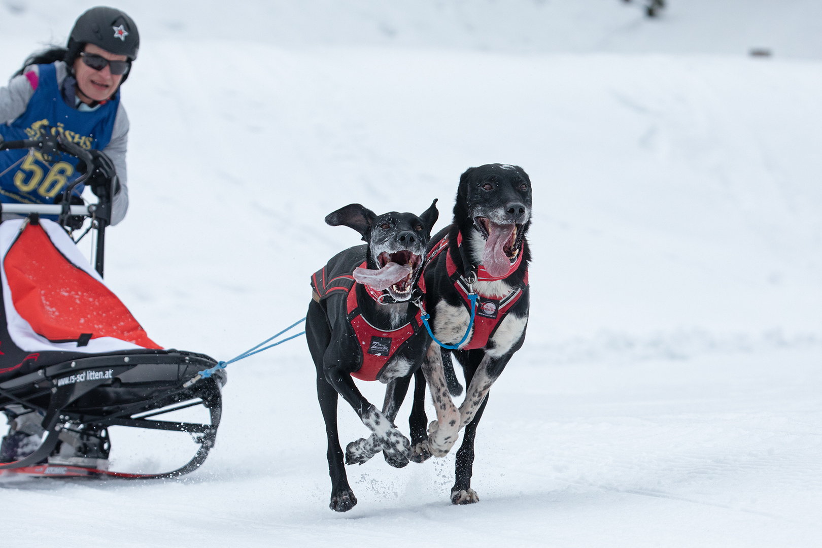 Schlittenhunderennen 4 