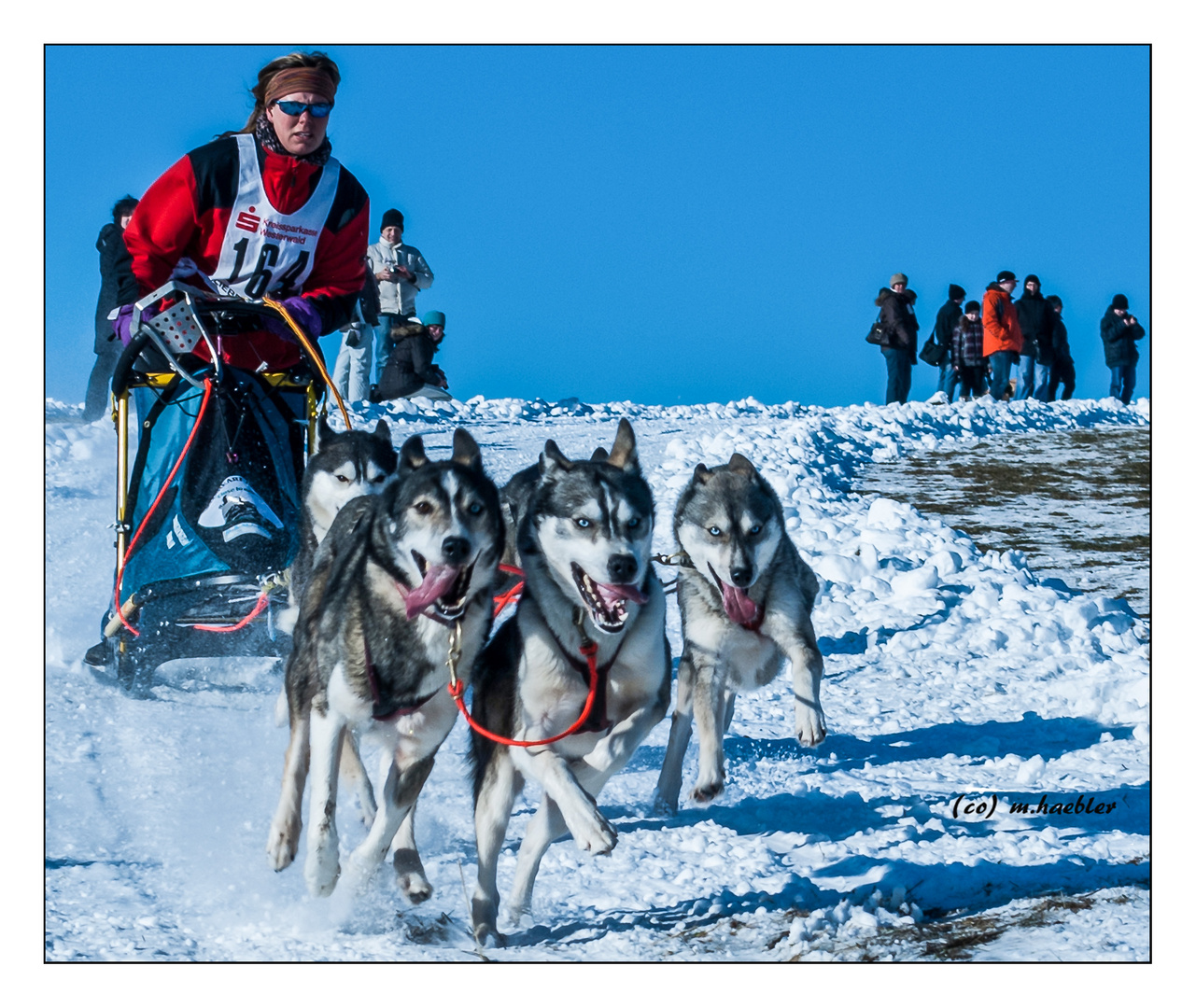 Schlittenhunderennen,