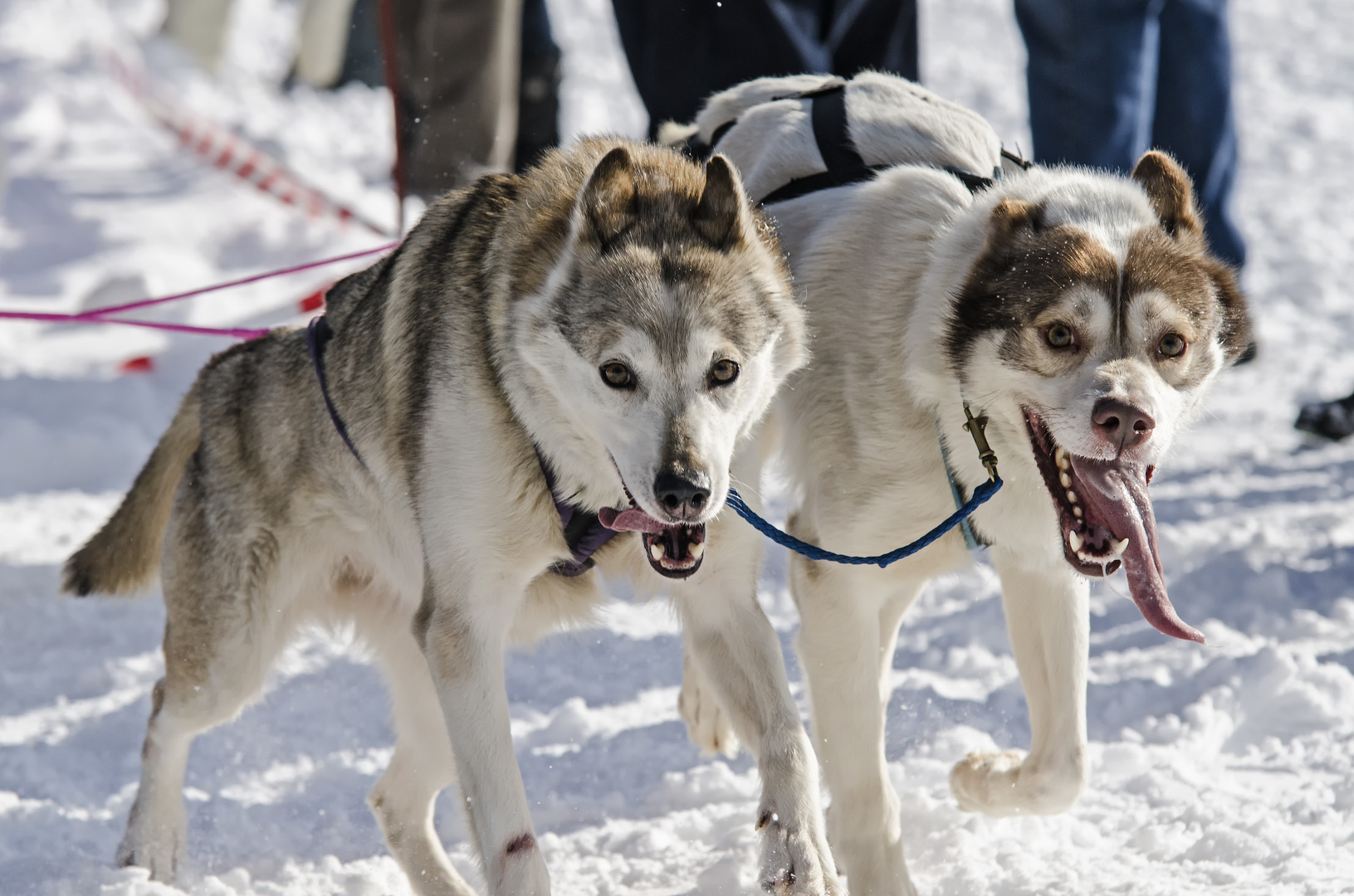 Schlittenhunderennen 