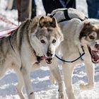 Schlittenhunderennen 