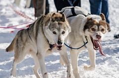 Schlittenhunderennen 