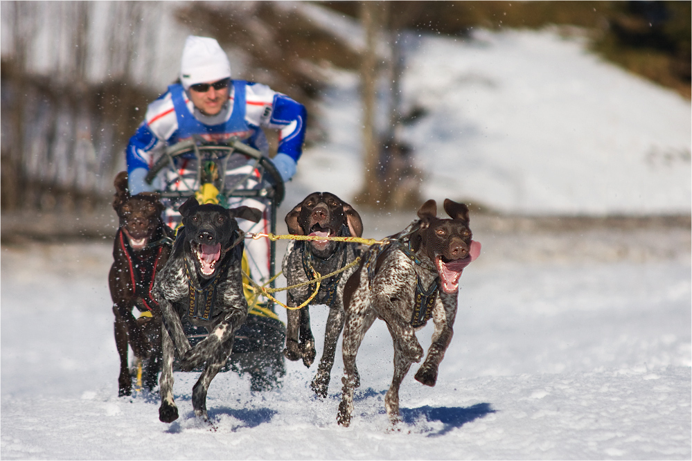 Schlittenhunderennen