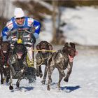 Schlittenhunderennen