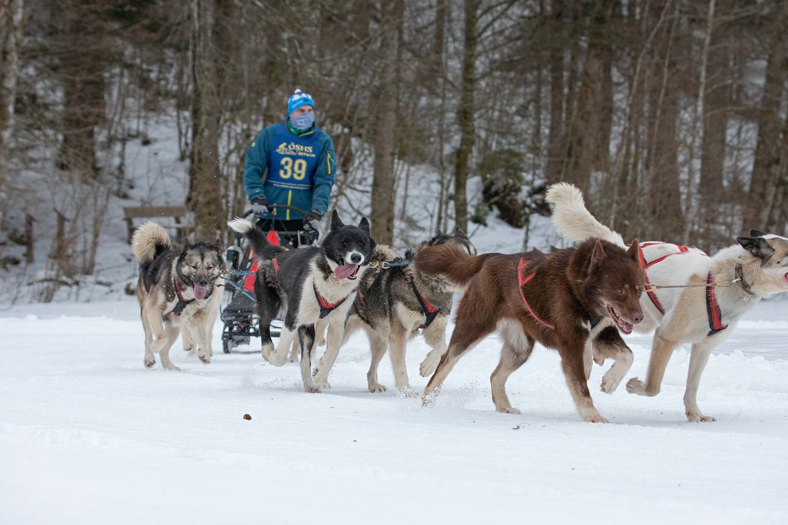 Schlittenhunderennen 5